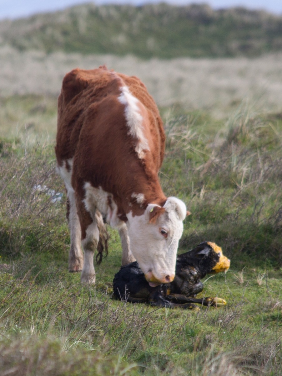 Calf being born – Walney Wildlife