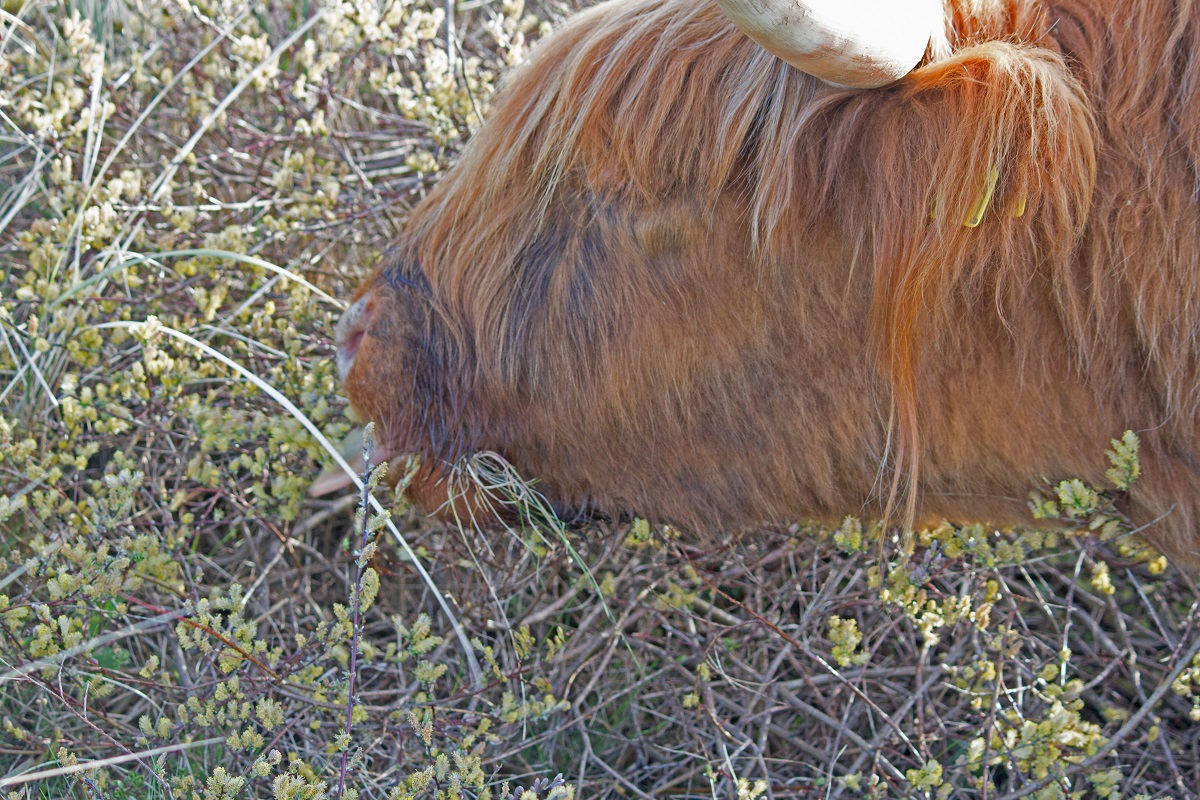 IMG_4148 Highland Cow eating Willow Blossom Copy Walney Wildlife