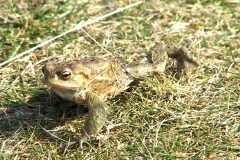 Amphibians