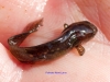007-palmate-newt-larva-1-1-95ad11860555d16e560279948dec84ef0f966a3f