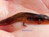 009-palmate-newt-larva-1-2-d345ab47d2d010b72abe349333281e8c4a33ffea