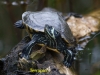 033-terrapin-1-1-85497ddf52ac3c40972336118107ba4b9700267d