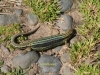 common-lizard-aug-2009-2-1-5af7cb463410bfdbc0025abf6ac39e5cdb5f2535