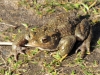 common-toad-walney