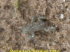 img_2312-natterjack-toadlet-1-1-4523602458079e9f03c0b39170ee01f277be2a16