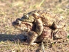 mating-toads