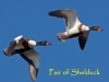 001-pair-of-shelduck-1-1-419f681592a232acd8f72150dfc4a6b8439170c2