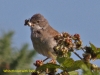 001-whitethroat-with-food-1-1-4c87dd09810c05f272e4e657ef878bc11dd5858e