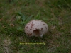 001remains-of-a-freshly-eaten-moorhen-egg-1-1-6586680e19f5e2cb6a18e2be1b789a8c42b2d192