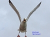 002-attacking-herring-gull-1-1-a405e9df6654a3d0182788211fd85a2574dd7726