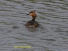 002-great-crested-grebe-1-1-645983785593bd51c58f6b8c7f4c5d75f0e5041d