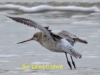 003-bar-tailed-godwit-in-flight-1-1-6143cd80260013298099631dc3584336f793a08f