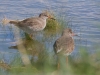 004-pair-of-redshank_edited-1