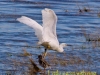 005-little-egret_edited-1-f87b4228bf8fa38b8a0d858c0b7b1cb2647f59fb