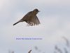 007-meadow-pipit-1-2-9dea41f56e5ac7c9f3d354dda8e1c578cf2f8eaf