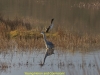 007young-heron-and-cormorant-1-1-6db624b18adb208109d9d669d7973b4aad9be15b