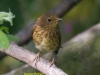009-young-robin-1-1-66df76f51e985157539430cb3fd7246f774b5e39