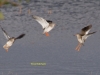 009three-redshank-1-1-620d6bd21606b50ff7366e4e10c689ba19bd18af