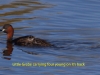 010-little-grebe-with-young-on-its-back-1-2-60e218d088602f86ba6ab5cbf397c2f8219a4328