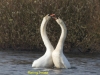 010-mating-swans-north-end-of-walney-1-1-f4995c0ac0fb4ca218d89fcae6bb198b44b94db5