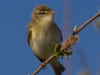 011-willow-warbler-1-1-cce52bc297a5af5abd4707695bb805ee7ff6e5db
