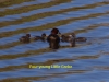 013-little-grebe-with-four-young-1-1-a3ec91ec2683bfa71e098c7ff606cc805dd57dfd