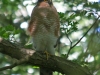 013-male-sparrow-hawk-on-watch-near-nest-1-1-7d77c0734b5d79154243c96a22324f65e03db725