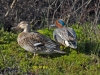 016-pair-of-teal-enjoying-the-early-morning-sun-1-1-9613733e4bad24c5cddca0865264e0c3dae0ac46