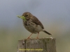 024-meadow-pipit-with-caterpillar-1-1-7ef9c74d494554aed3e81e3bfc4ebb4dc3eda702