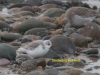 038-sanderling-and-knot-1-2-317d6656c39549006967b1940d2e7b2792a88b45