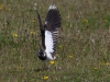 040-lapwing-stretching-1-2-992f2d1a393c962c1f4e71d0786650f6ca16de83