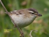 041-sedge-warbler-with-caterpillar-1-1-41a0fc3989227a30a6a7109da15dd269a026bf98