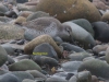 042-knot-feeding-1-1-b7e48bd87752f72f7428bc46333f27b45a68dddf