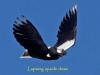 042-lapwing-flying-upside-down_edited-2-f768821b4a1b1f4b0750f8ac76650fe6b5bfb6e0