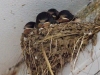 049-young-swallows-in-nest