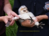 dscf5279-young-barn-owl-measuring-and-ringing-by-the-world-owl-trust-78fd4b5dc2bc9e4b01de268cea169dbb459f4e0a