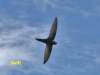 flying-swifts-june-2010-3-75dc4f052f4afe0bb4977e83d4e2267ceac5a349