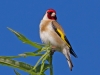goldfinch-on-willow-june-2011