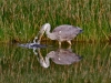 heron-feeding-8_edited-2-4a8df3364e972dd4f84011cf7e1e3dbf771eeb92