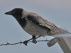 hooded-crow-2-cropped-2-8ee73b2cf2d5c4f8f2c7e09c9b4887c961114e78