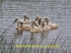 img_2307-brood-of-2016-1-1-30319f5a05f4d0558644967101e140039d80e45a
