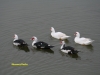 muscovy-ducks-on-fishing-pond-2009-1-a03c1a66d01db0ed75b7c73cbad706a8185085e3
