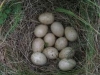 northend-partridge-eggs