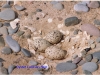 oyster-catcher-nest-1-f5925b52b2cc69a289600376d9ff7871ae316502