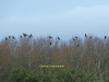 p1010179-carrion-crow-reunion-1-1-478cae1b3841647968b05de4e273943794b94350