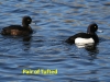 pair-tufted-april-2006-a12da0789d00cf40f943f61b393b22eda597d1df