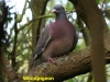 woodpigeon-at-gillies-wood-1-cropped-878306fbf31842abdca6346fc774adb30c7b693a