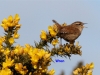 wren-singing-2-cropped-6742532fb13ffdf27e6265b39733c5f7a75a488c