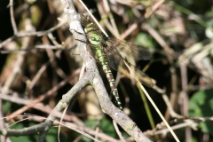 Dragonflies