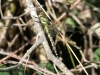 southern-hawker